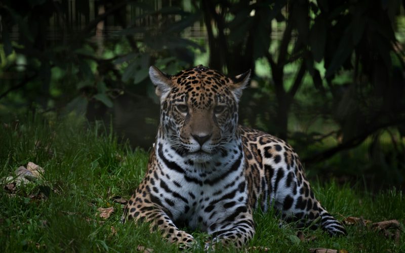 a tiger lying in the grass